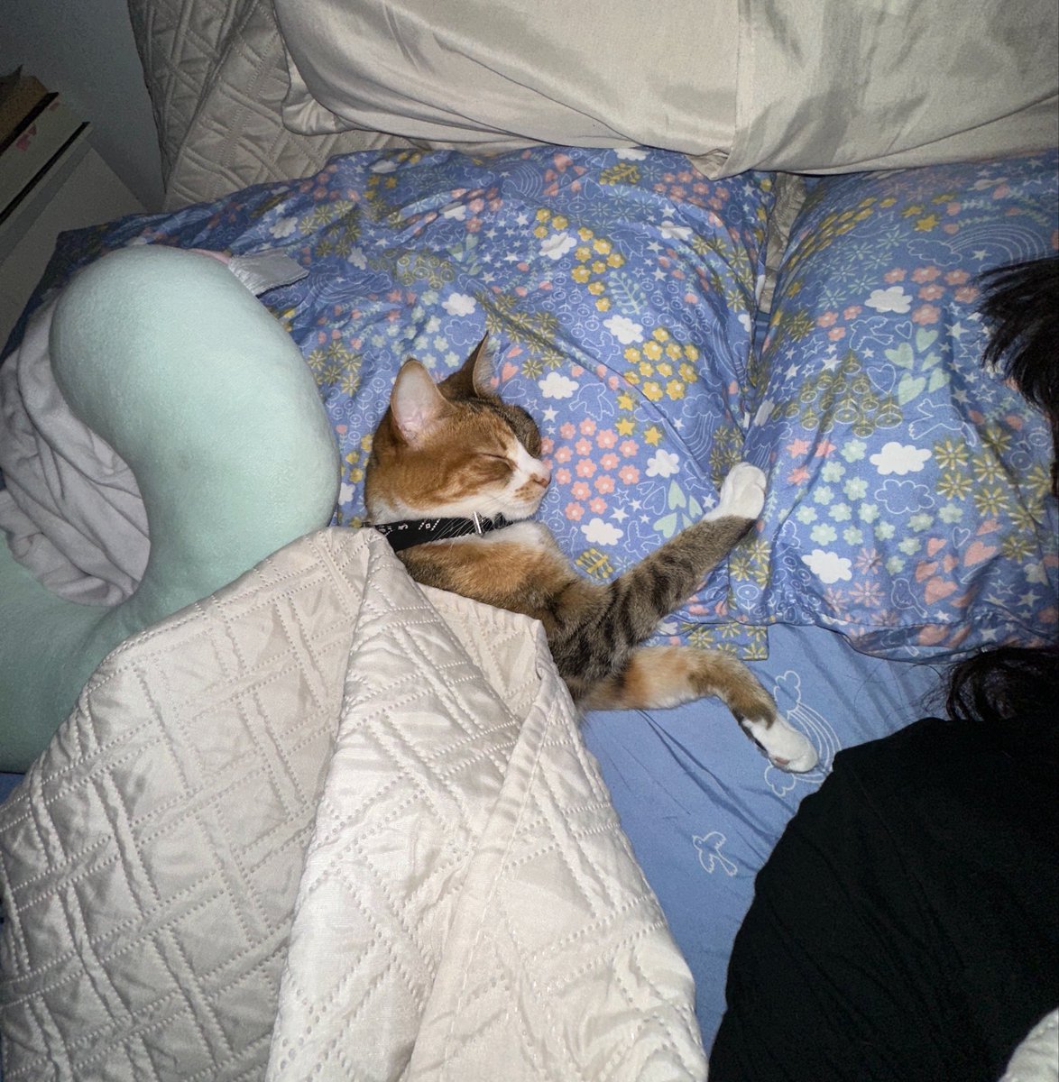 el tweet: mi gata. Mi gata con amigas. Empachada de yogurt. Mi gata durmiendo tranquilamente como si pagara alquiler.