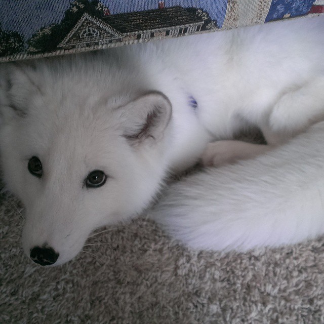 Daily Arctic Fox tweet media