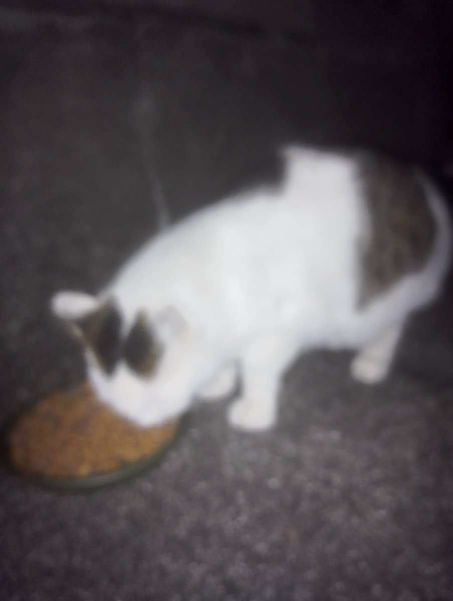 のらねこ珈琲 tweet media