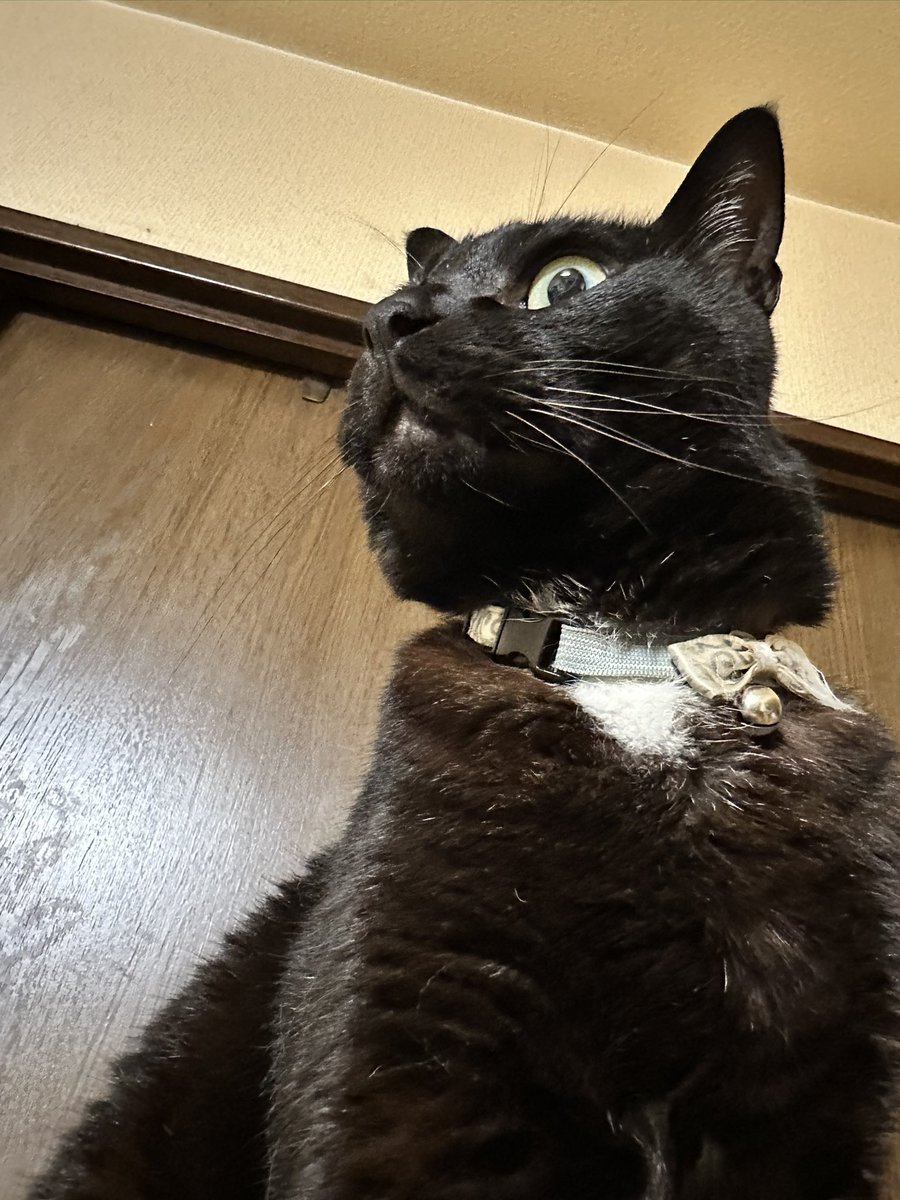 chibi0118's tweet photo. ¨̮♡⃛𝗛𝗮𝗽𝗽𝘆 𝗕𝗶𝗿𝘁𝗵𝗱𝗮𝘆♡⃛¨̮
ごましおくん🐈‍⬛6歳✨
ツッツくん🐈‍⬛🌈
 #黒ねこ https://t.co/ij6oWr7W4S