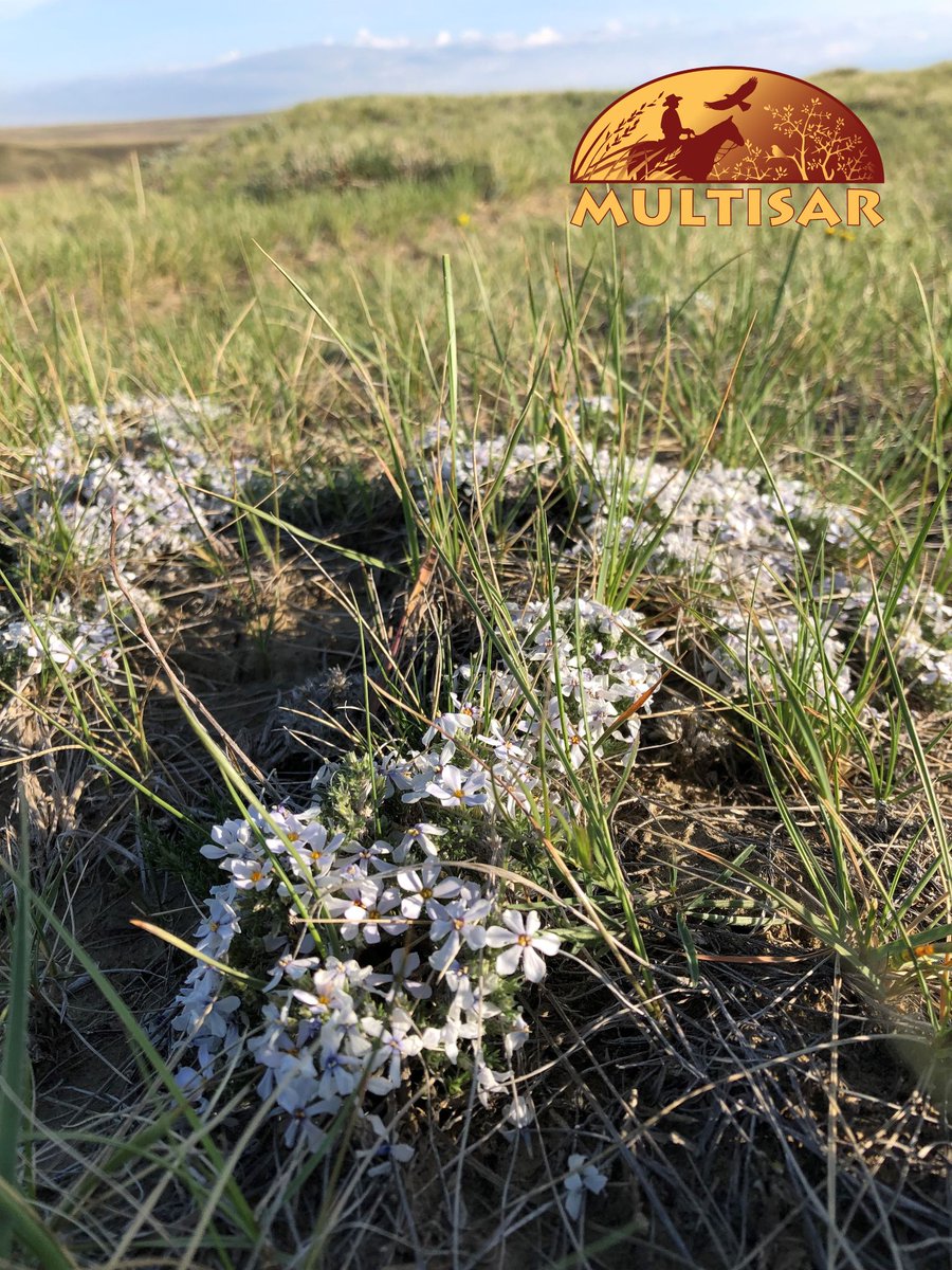 MULTISAR's tweet photo. Moss phlox is one of southern #Alberta’s earliest blooming wildflowers. Its white flowers can appear as early as April, often lasting into June. Found in native grasslands, it often grows on exposed sites, where its mat-like growth helps hold soil in place on vulnerable slopes. https://t.co/voVrxmjRC2