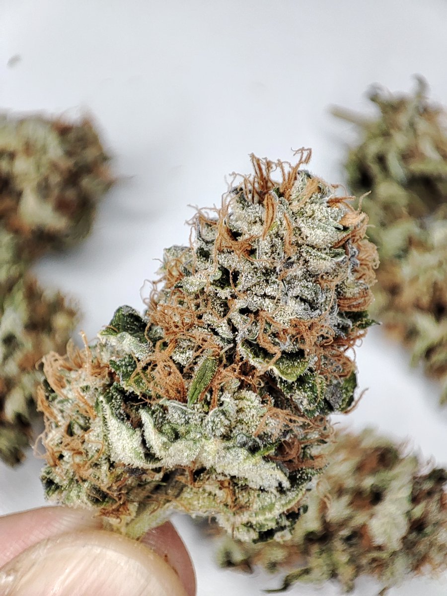 BuddhaSeeds's tweet image. Que levante la mano a quien le apetezca un helado ahora mismo 🍦😋Buddha Gelato
#buddhaseeds #cannabiscommunity #cannabisculture #weedlovers #weedlife #weed