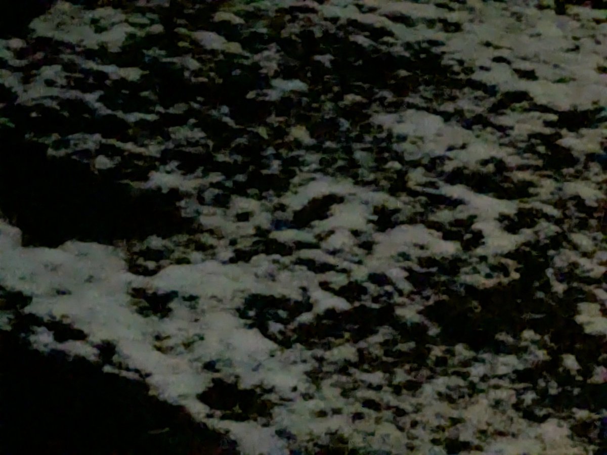 CatStarCrystal's tweet photo. 思わず玄関あけて写真撮っちゃった
なごり雪は珍しくないけどこんなに降るとは…
夕方まで外出してたけど、今日一日中雨降ってて夕方寒すぎた
みんなタイヤ交換終わってるし（息子もパートナーもまだしてないが）運転手の皆様ご安全に❄ https://t.co/2QQKWkbC5i