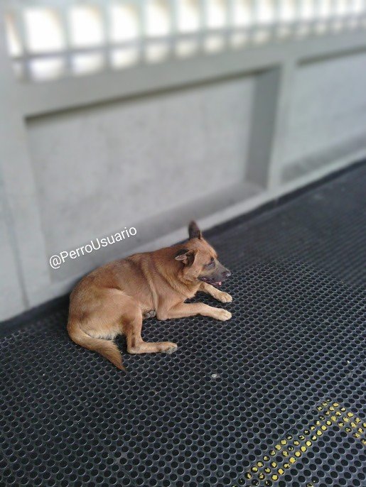 Cuando nos veas en las estaciones del metro por favor no nos lastimes... Estamos allí porque un insensible humano nos abandonó... Solo buscamos un poco de cariño 🐕 y alejarnos de la crueldad de la calle