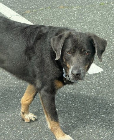 Missing Animaux 81 tweet media