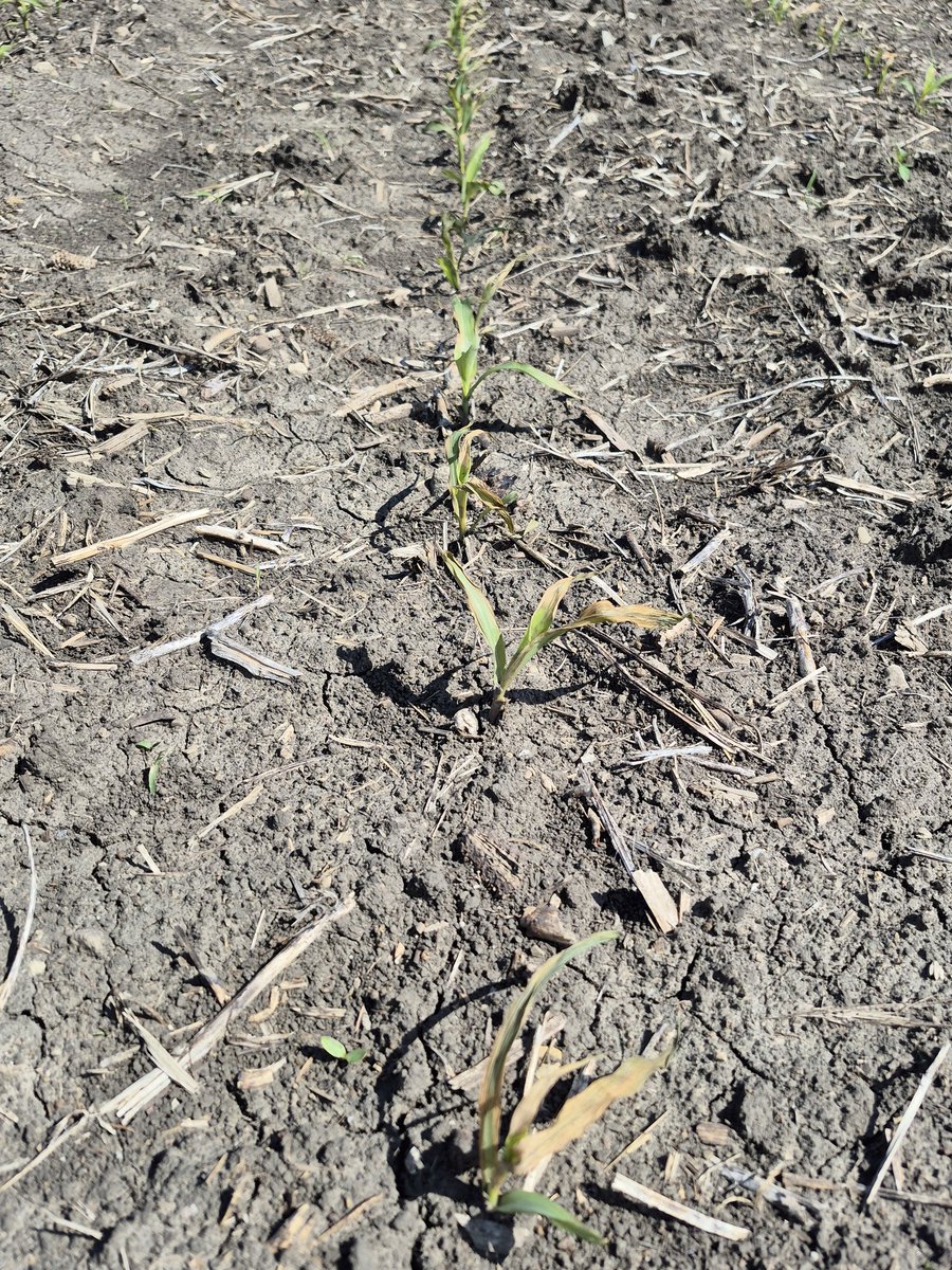 EricOtt19's tweet photo. Some #freeze damage on early planted #soybean and #corn in west central Ohio.  @OrtezCornCrops @StepUpSoy #Ohwx #plant26.  Some soybean unifoliates crispy after weekend's cold weather. https://t.co/fSZ1qVk9vO