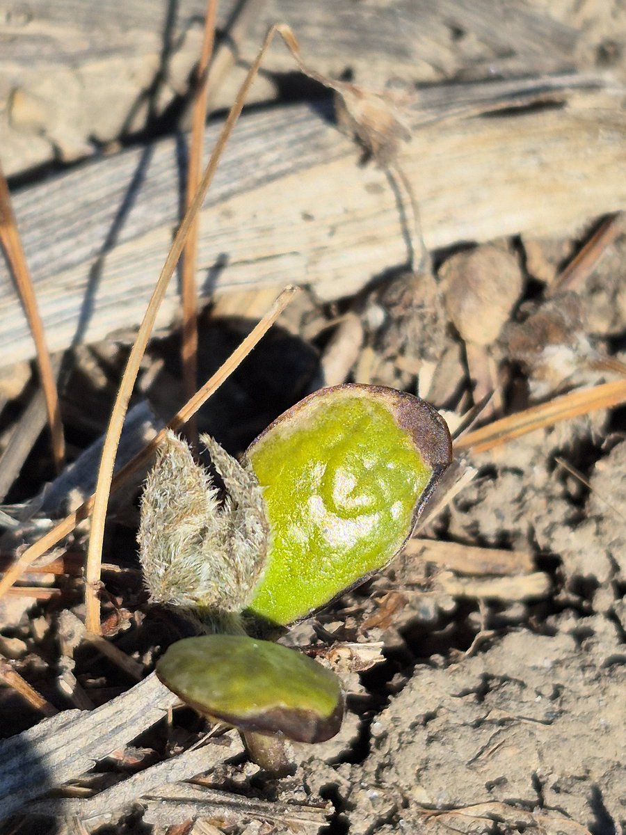 EricOtt19's tweet photo. Some #freeze damage on early planted #soybean and #corn in west central Ohio.  @OrtezCornCrops @StepUpSoy #Ohwx #plant26.  Some soybean unifoliates crispy after weekend's cold weather. https://t.co/fSZ1qVk9vO