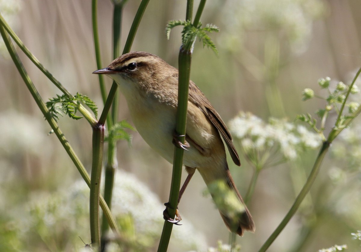 lyncs7's tweet image. Striking Sedge Warbler  
#wildlife #birds #birdwatching #nature