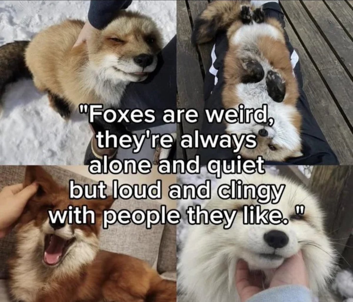 Josh the Foxxo 🦊🇺🇲✝️🌷 tweet media