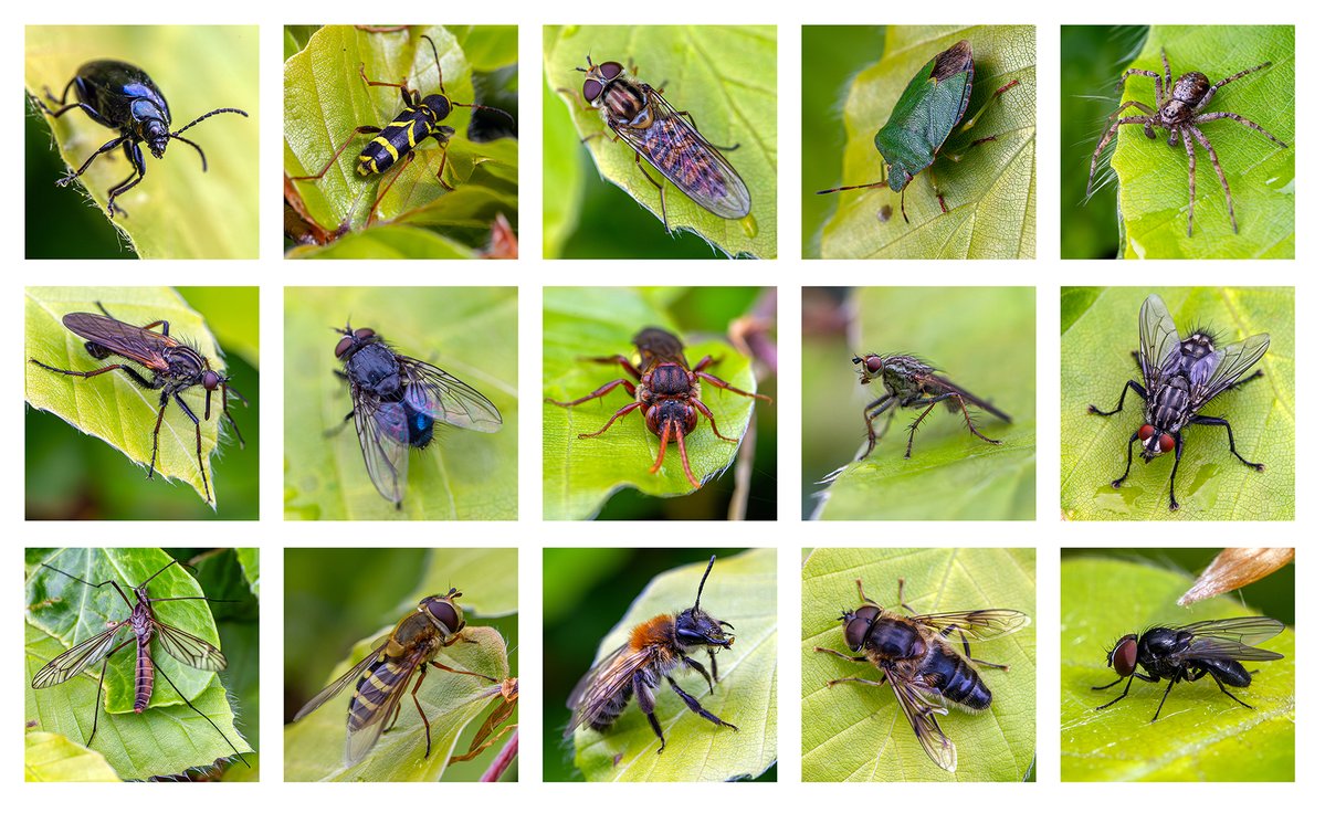 Ed_P_Wildlife's tweet image. More Beech hedge biodiversity. Lots of invertebrates are attracted to the south-facing Beech section of our #Staffs garden hedgerow, to warm-up on the leaves. Another varied selection! #biodiversity #pollinators