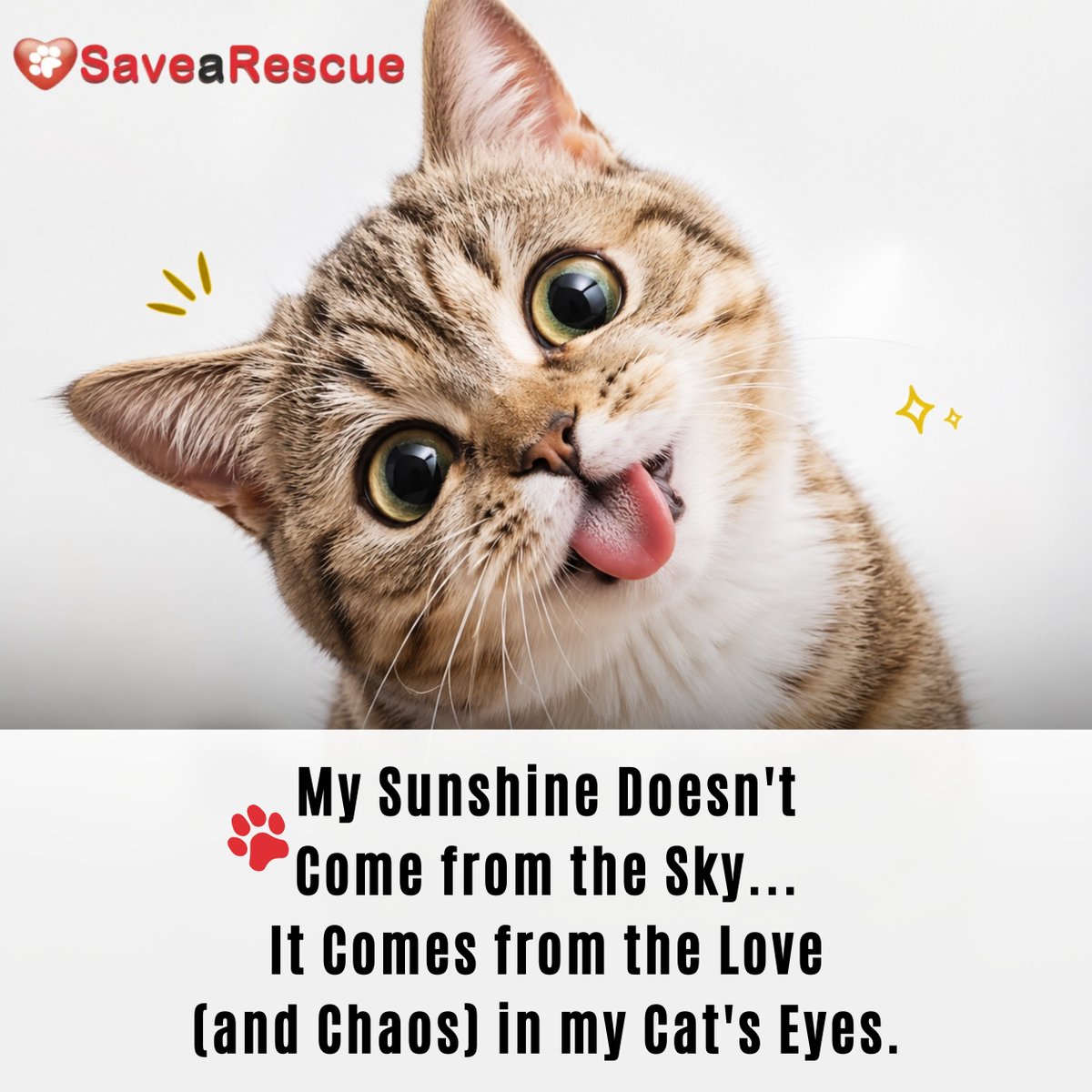 SaveARescue's tweet image. My sunshine comes from my cat—love, chaos &amp;amp; pure joy 🐾❤️#CatLovers #CatLife #CatsOfTwitter #RescueCats #AdoptDontShop