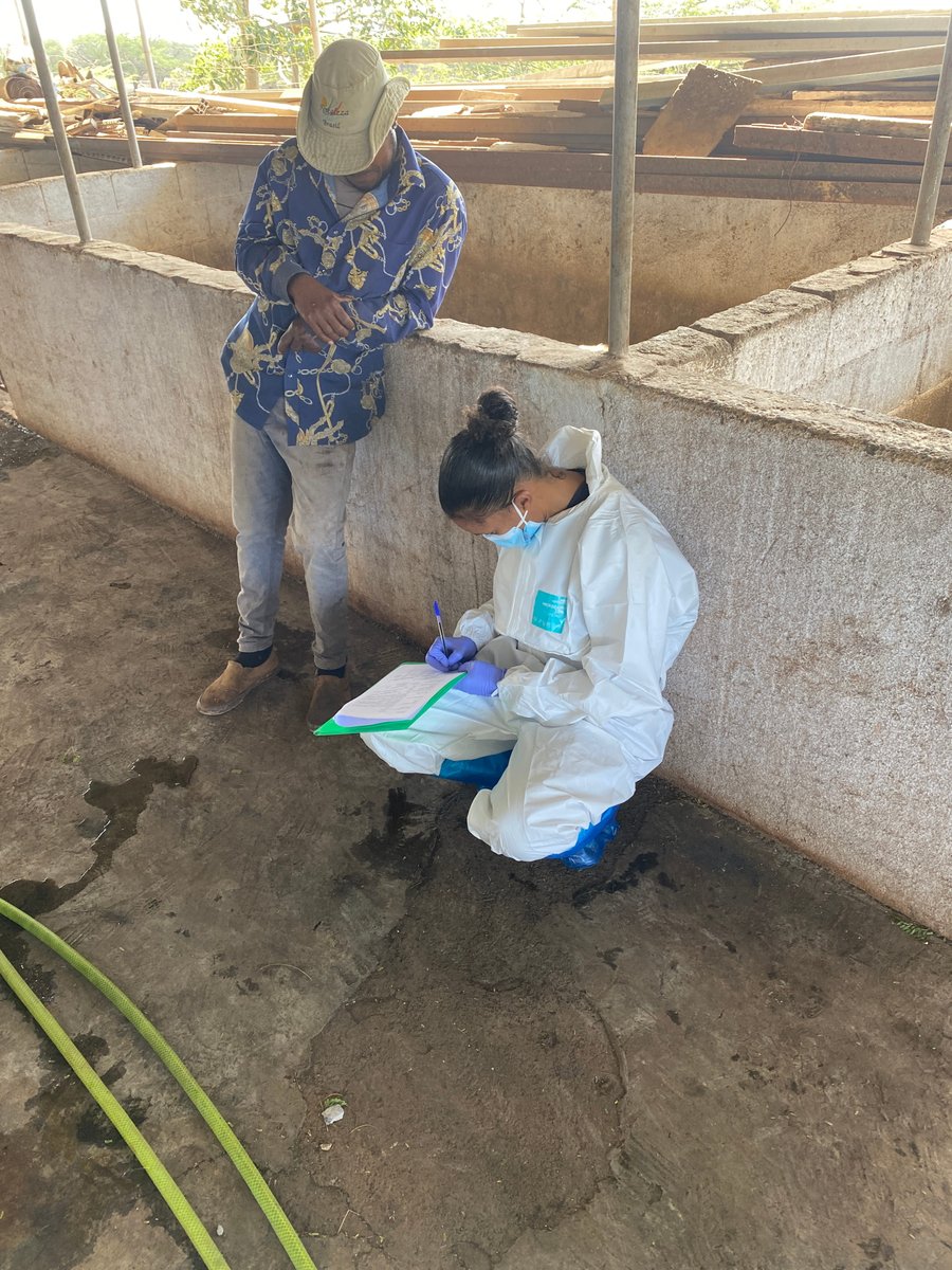 FAOCaboVerde's tweet image. Reinforcing livestock resilience in 🇨🇻

@FAO, #SouthSouthCooperation &amp;amp; partners are strengthening biosecurity in the swine value chain.

✅ Risk mapping
✅ African Swine Fever (ASF) surveillance
✅ Farmer training sessions

Working together for global health &amp;amp; 🥘 security!

#SSTC