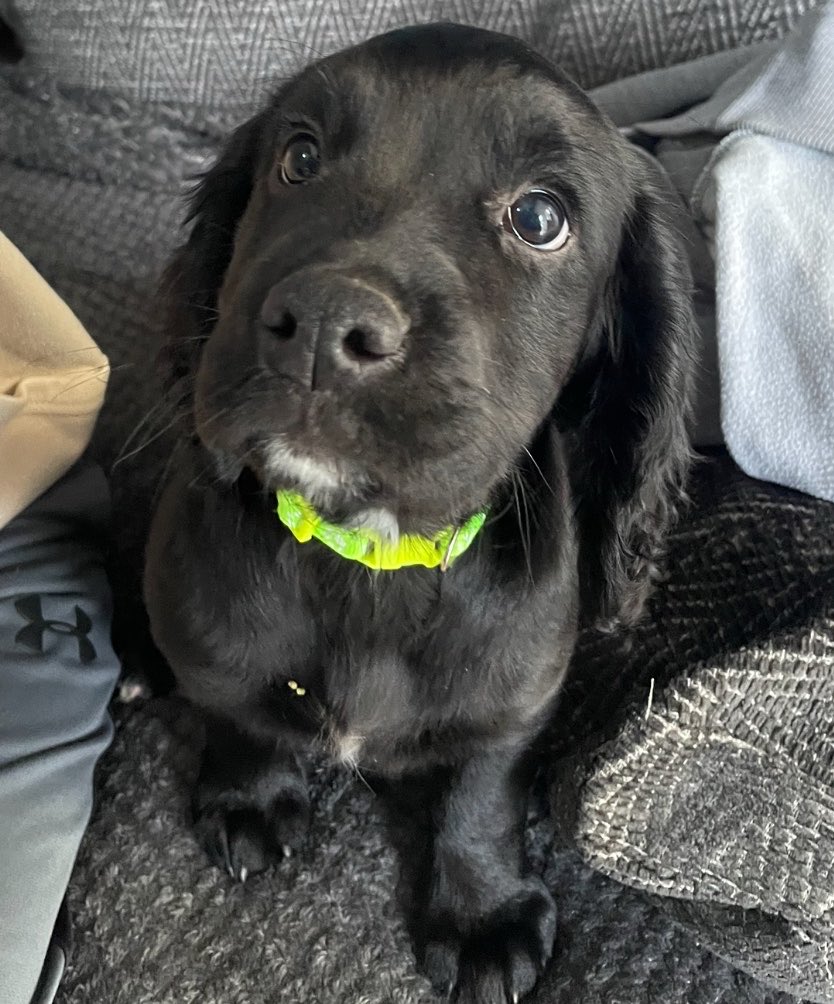 koahwi's tweet image. got this cute baby today #puppy #dog