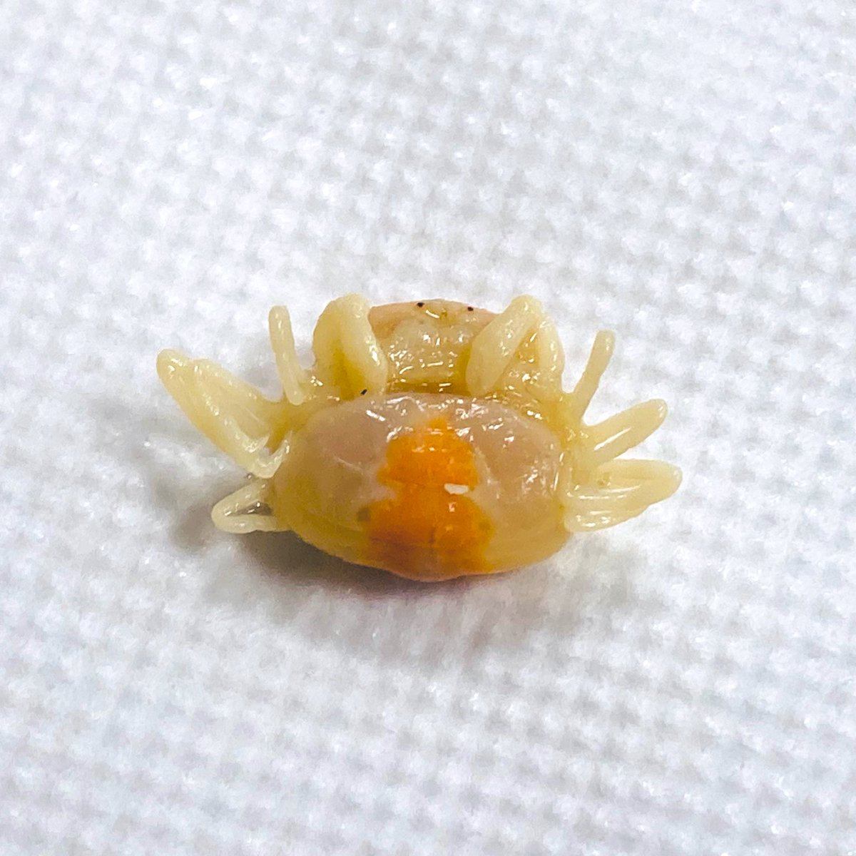 はにわ🍧かくして画面に現れたるP tweet media