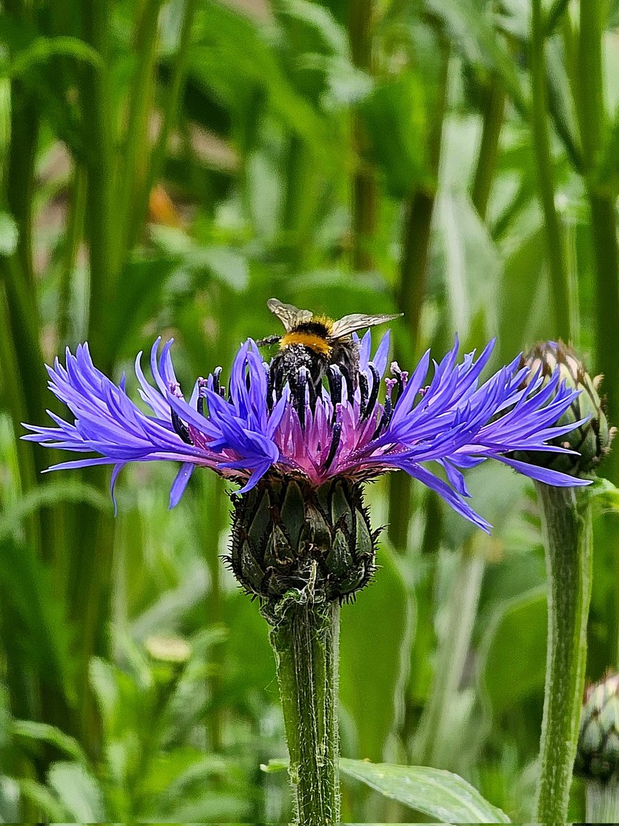 Harrod15S's tweet image. Sat in garden this morning and captured this beautiful scene of a bumblebee coming into land on a cornflower with it proboscis out ready to feast 🥰🥰🥰 #Bees #wildlife #nature #MentalHealthMatters