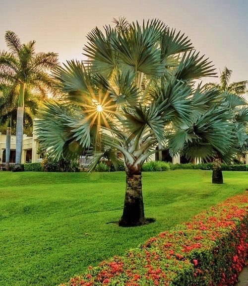 Botanique Designers tweet media