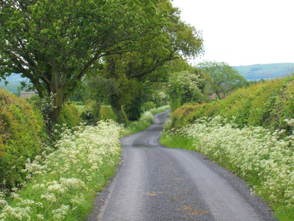 yoga_and_more's tweet image. ein Weg 🍃 🍀 🌳 🌲 🌱 #nature 💐 🌞