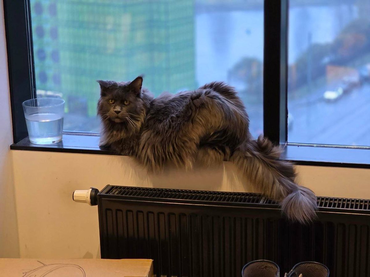 Доктор Котощуп tweet media