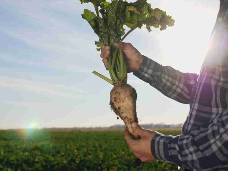 Prensa Agro Chile ® tweet media
