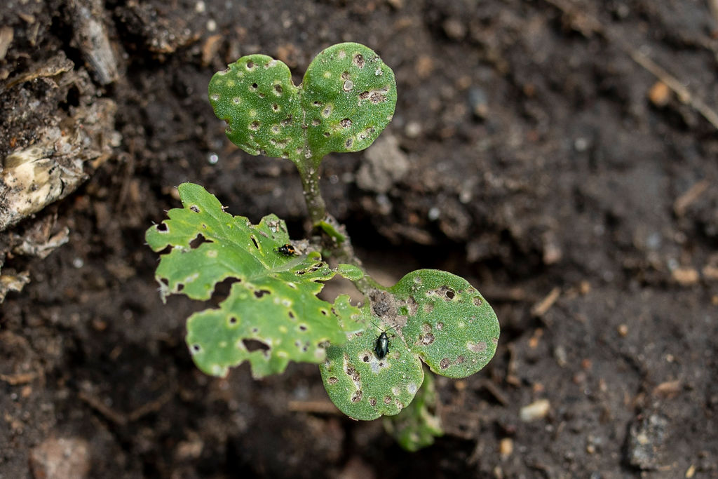 SaskOilseeds's tweet photo. Start scouting for flea beetles & cutworms this spring. @canolacouncil's Insect Scouting Guide provides the details on when & how to scout for canola insect pests:
https://t.co/JR2677no08
🪱🐛🪲🦗
#FleaBeetles #Canola #Cutworms https://t.co/1GRwcZplk6