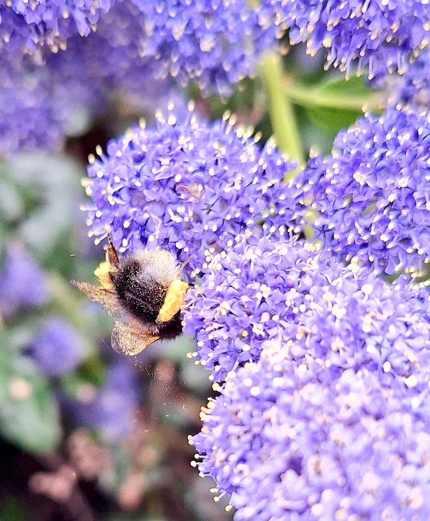 coombes_angie's tweet image. #flowers #bees 🐝 fully loaded with pollen! 🐝 
Not sure what sort of plant the purple one is