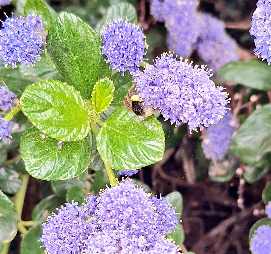 coombes_angie's tweet image. #flowers #bees 🐝 fully loaded with pollen! 🐝 
Not sure what sort of plant the purple one is