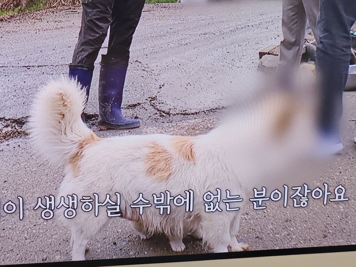 꼬꼬무 예전회차 보는데 강쥐 얼굴 모자이크 처리해준거 매너쩐다 아