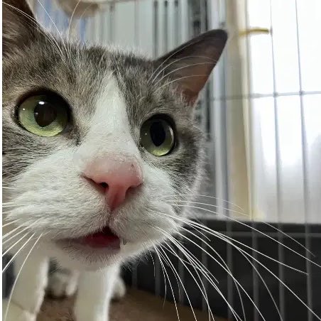 ネコノート【公式】保護猫支援サービス🐈 tweet media