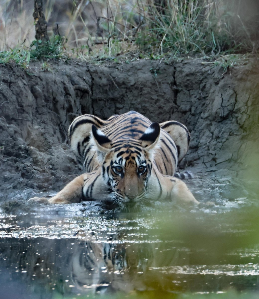 kunalrv's tweet image. Tiger in Pench. 

#Holiday