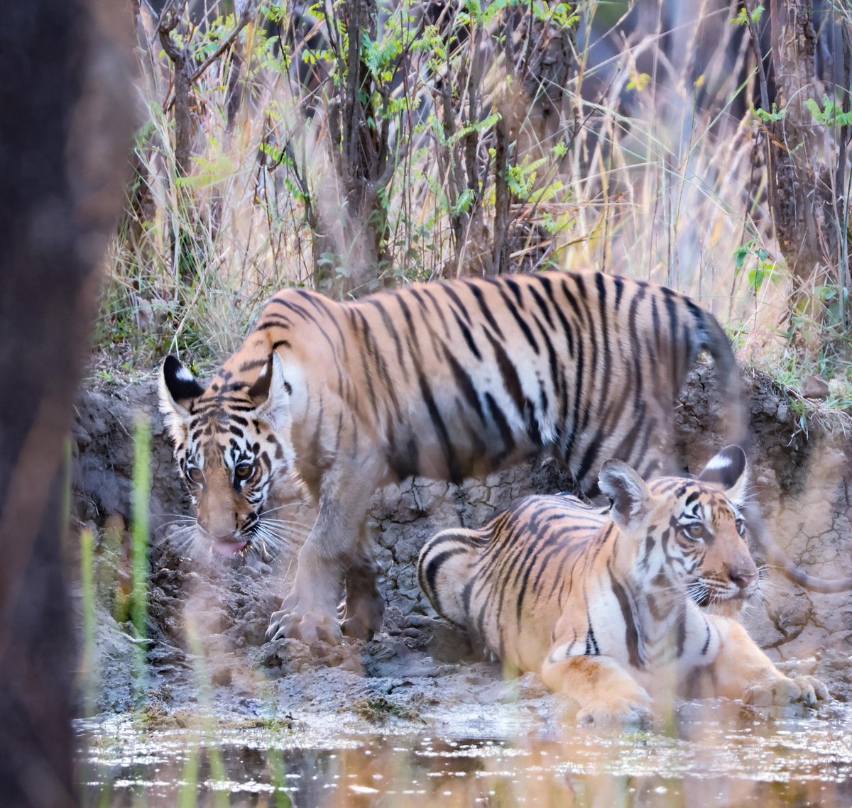 kunalrv's tweet image. Tiger in Pench. 

#Holiday