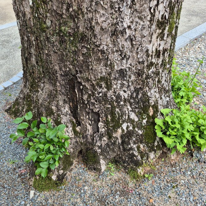 _amamichi's tweet photo. 今日は銀杏の樹皮の上に榎？が生えてるの見かけてビックリした。
心底不実在(ﾏｼﾞｱﾘｴﾈ)ェ… https://t.co/1etlYV9ShF