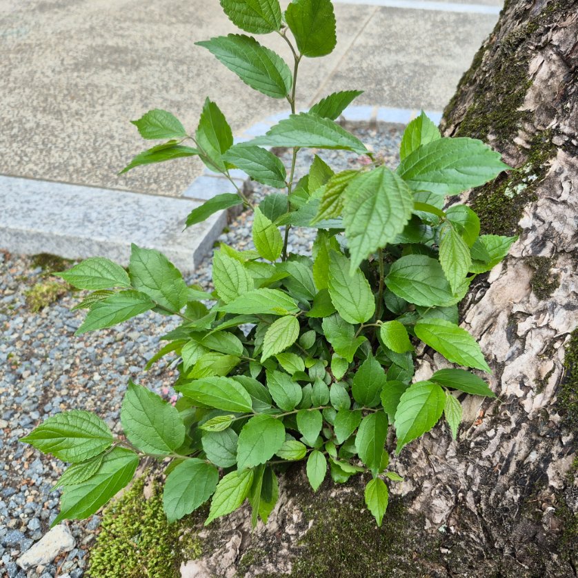 _amamichi's tweet photo. 今日は銀杏の樹皮の上に榎？が生えてるの見かけてビックリした。
心底不実在(ﾏｼﾞｱﾘｴﾈ)ェ… https://t.co/1etlYV9ShF