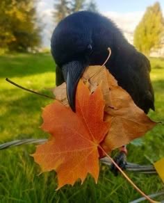 EarlyBird tweet media