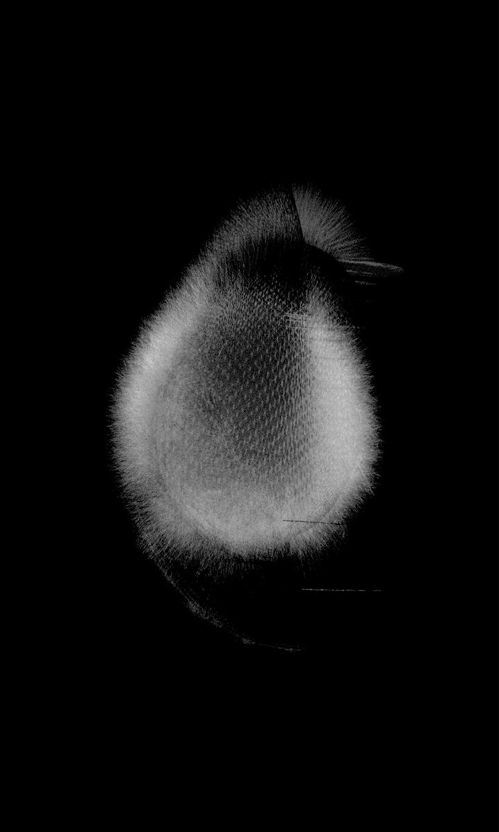 Iskra Velitchkova ⚫️➖ tweet media