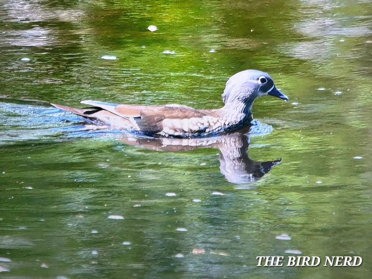 THE BIRD NERD tweet media