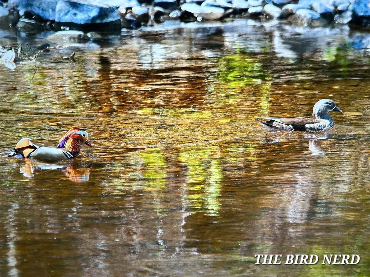 THE BIRD NERD tweet media