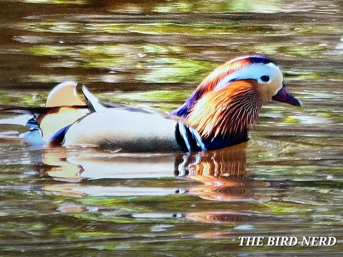 THE BIRD NERD tweet media