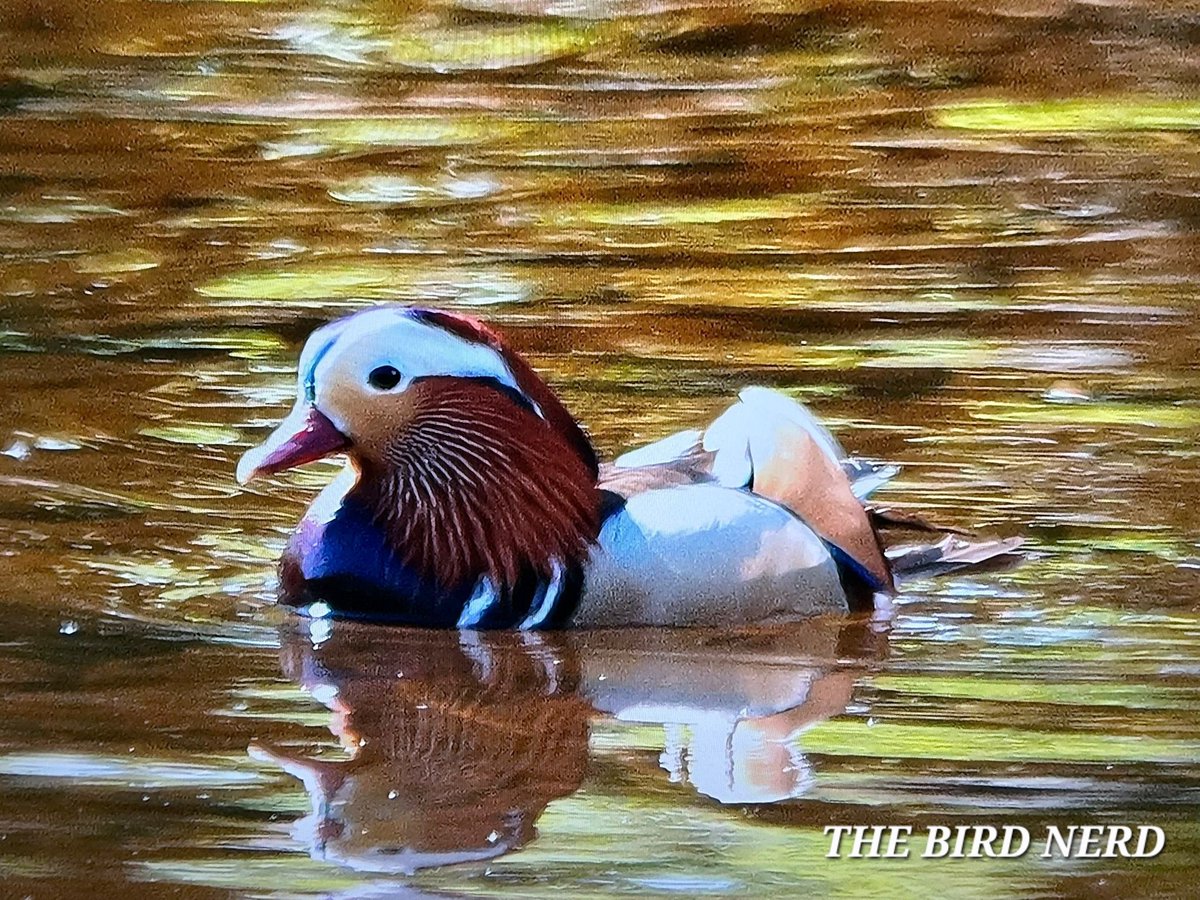 THE BIRD NERD tweet media