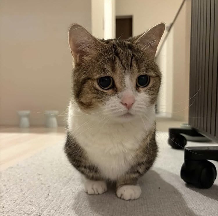 にゃん僧 今日のたぴたん🐱