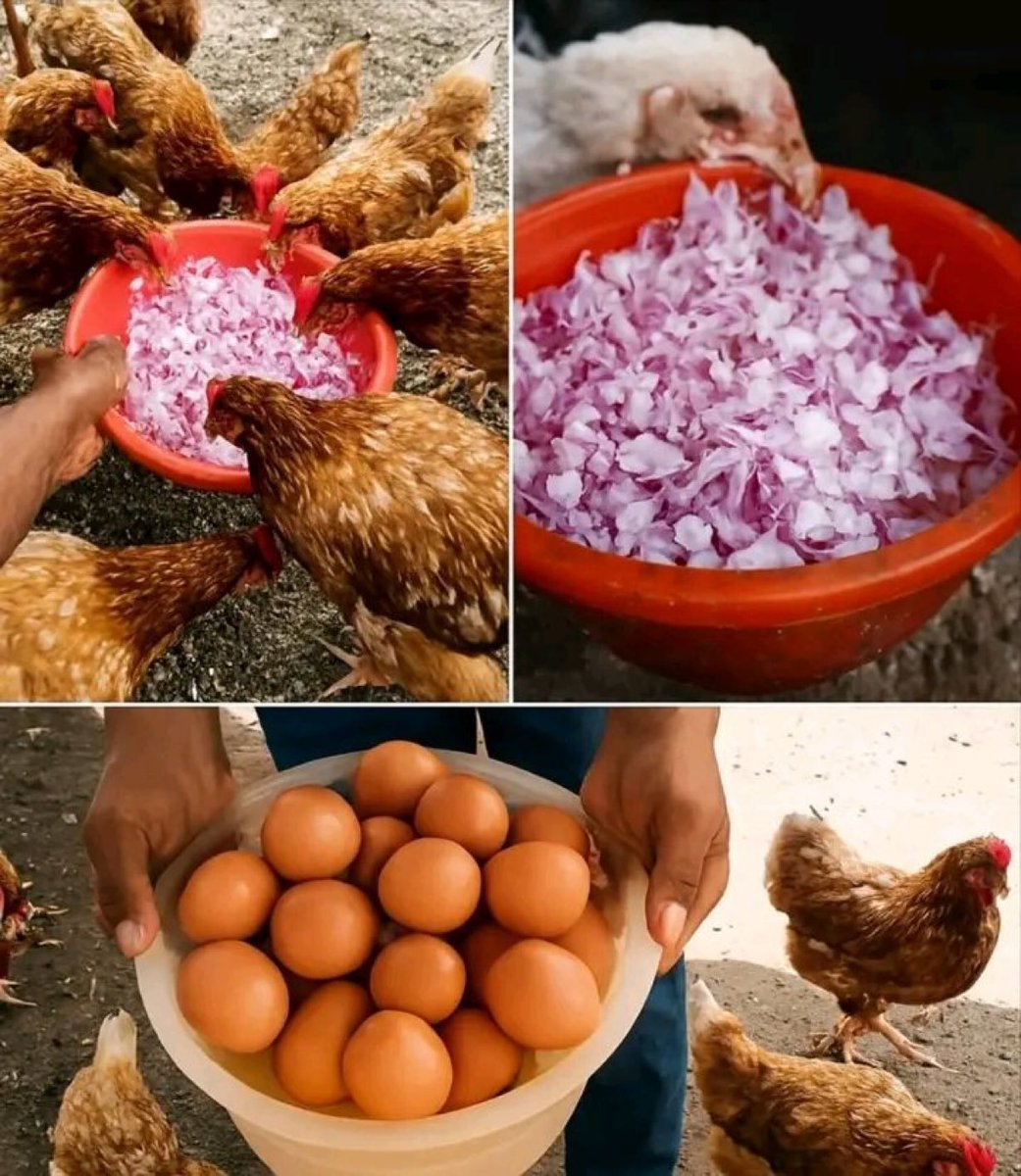 Agronomme_'s tweet photo. Onions in Poultry Farming: Benefit or Hidden Risk?

Onions are often mentioned as a natural way to support chicken health, but the truth is more balanced than most people think.

Yes, onions contain compounds with mild antibacterial and antioxidant properties. When given in very small amounts, they may slightly support digestion, stimulate appetite, and contribute to general vitality. However, these benefits are limited and should not be exaggerated.

What many farmers do not realize is that onions also contain substances called thiosulfates. In higher amounts, these can be harmful to chickens. Excess consumption may damage red blood cells, reduce performance, affect egg production, and even alter the taste of eggs. This means that what might help in very small quantities can quickly become harmful if overused.

It is also important to understand that onions are not a substitute for proper poultry management. They cannot replace vaccination, good hygiene, balanced feeding, or disease control. If birds are getting sick, the root cause is usually management, not the absence of onions in the diet.

If a farmer chooses to use onions, they should only be given occasionally and in small quantities, mixed into the feed rather than offered in large portions. They should never be relied upon as a treatment or primary health solution.

In reality, strong and productive chickens come from consistent care: quality feed, clean water, proper housing, and effective disease prevention. Onions may play a very small supportive role, but they are not a magic solution.

Source: own research