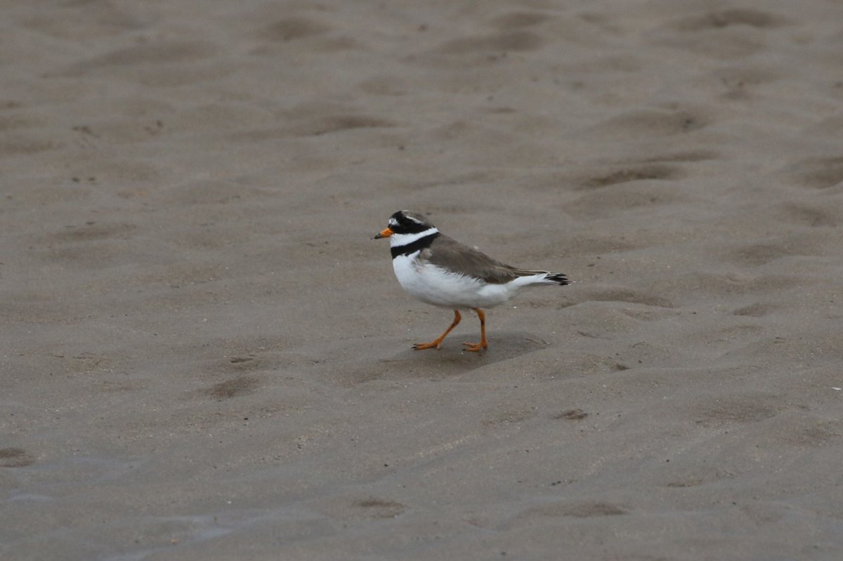 AdamWilliams_82's tweet photo. A few from Low Newton and Long Nanny pretty quiet but first Little and Arctic Terns of the year seen. https://t.co/MQvwrb4glt