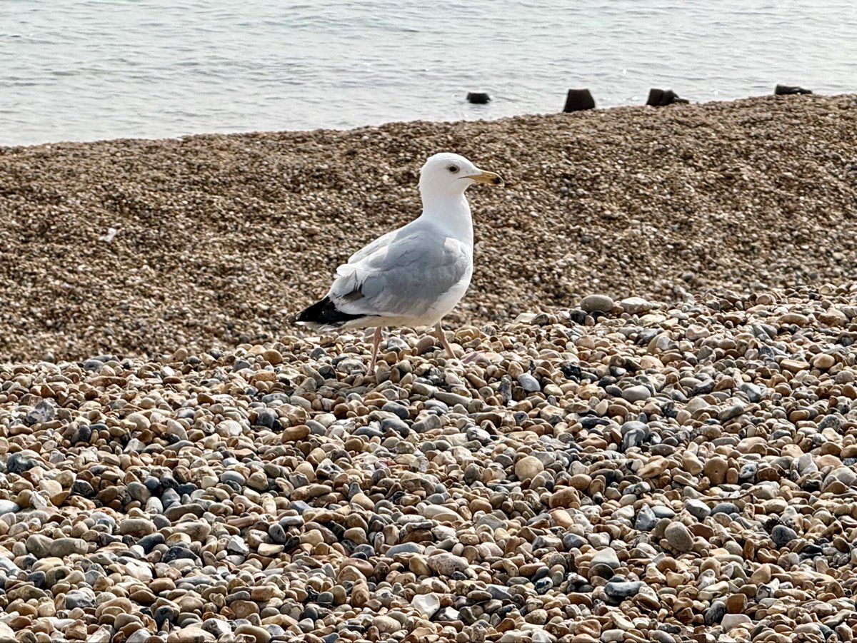 Steveontour2's tweet image. Just had a cup of tea on the bench with the #UsualSeagull in the #Brighton #BankHoliday sunshine