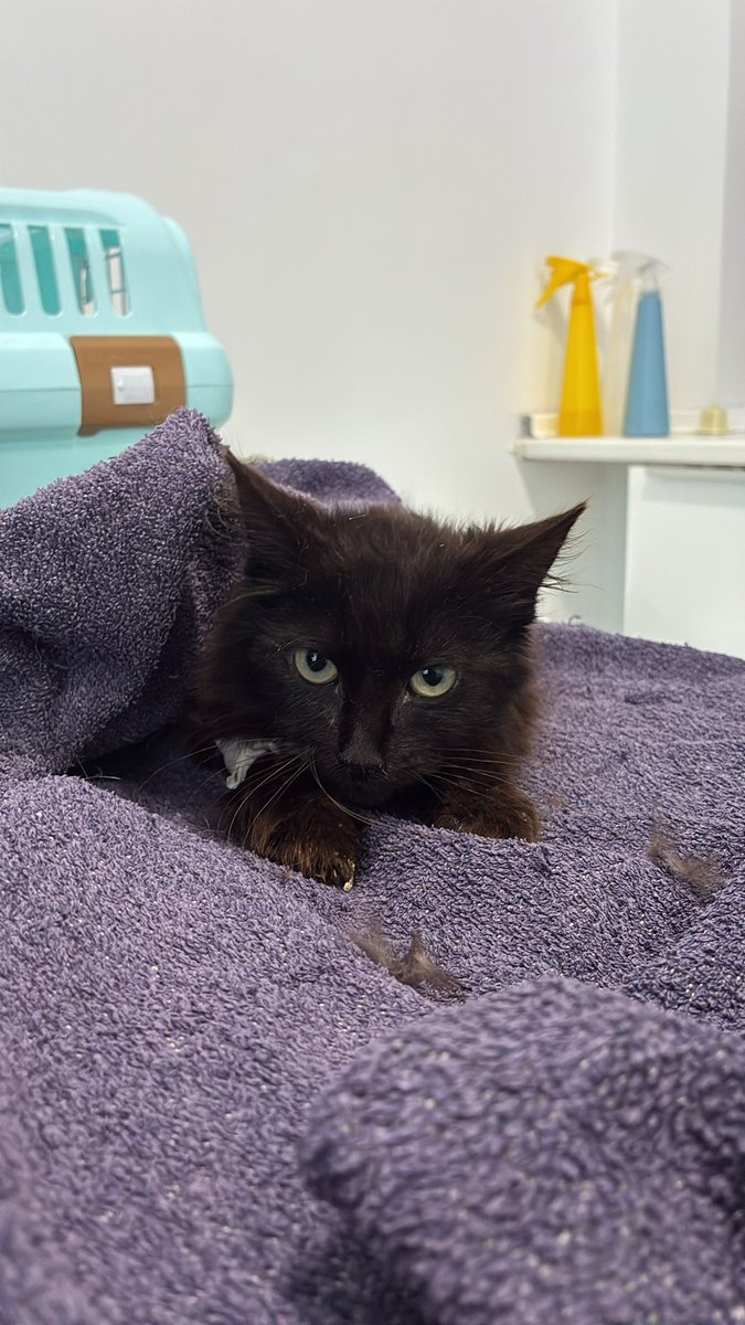 Nei Nei 🐱 De la colonia tweet media