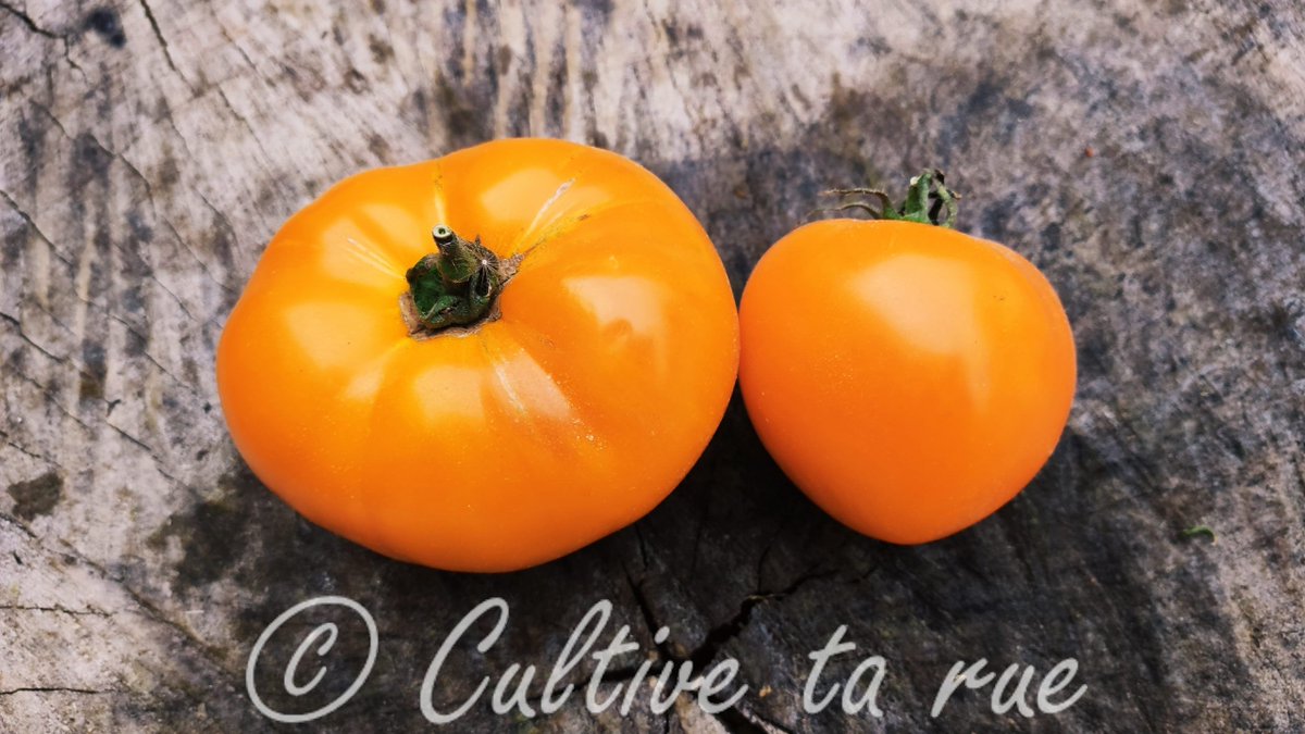 CultiveTaRue's tweet image. CULTIVE TA RUE

Zolotoï Zapas 

coeur 
Russie 
tardive 
Semi-déterminé 
Infos : cultivetarue.fr/produit/zoloto…
#tomato #biodiversity