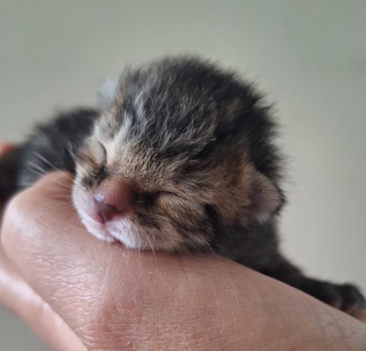 Urge mamá nodriza o persona que pueda cuidar a este bebito de tan sólo 3 días. Lo entregan con su leche. Si puedes ayudar, del modo en que te sea posible, por favor comunícate al +56989237909. Favor RT!
#Chillán