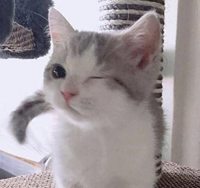 fluffy tweet media