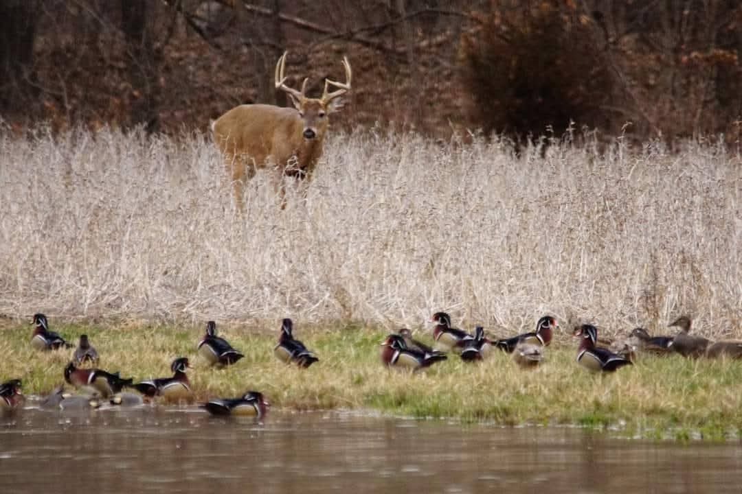 MO Conservation tweet media