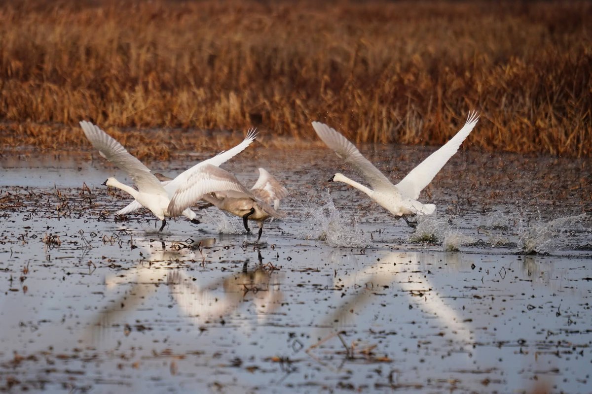 MO Conservation tweet media
