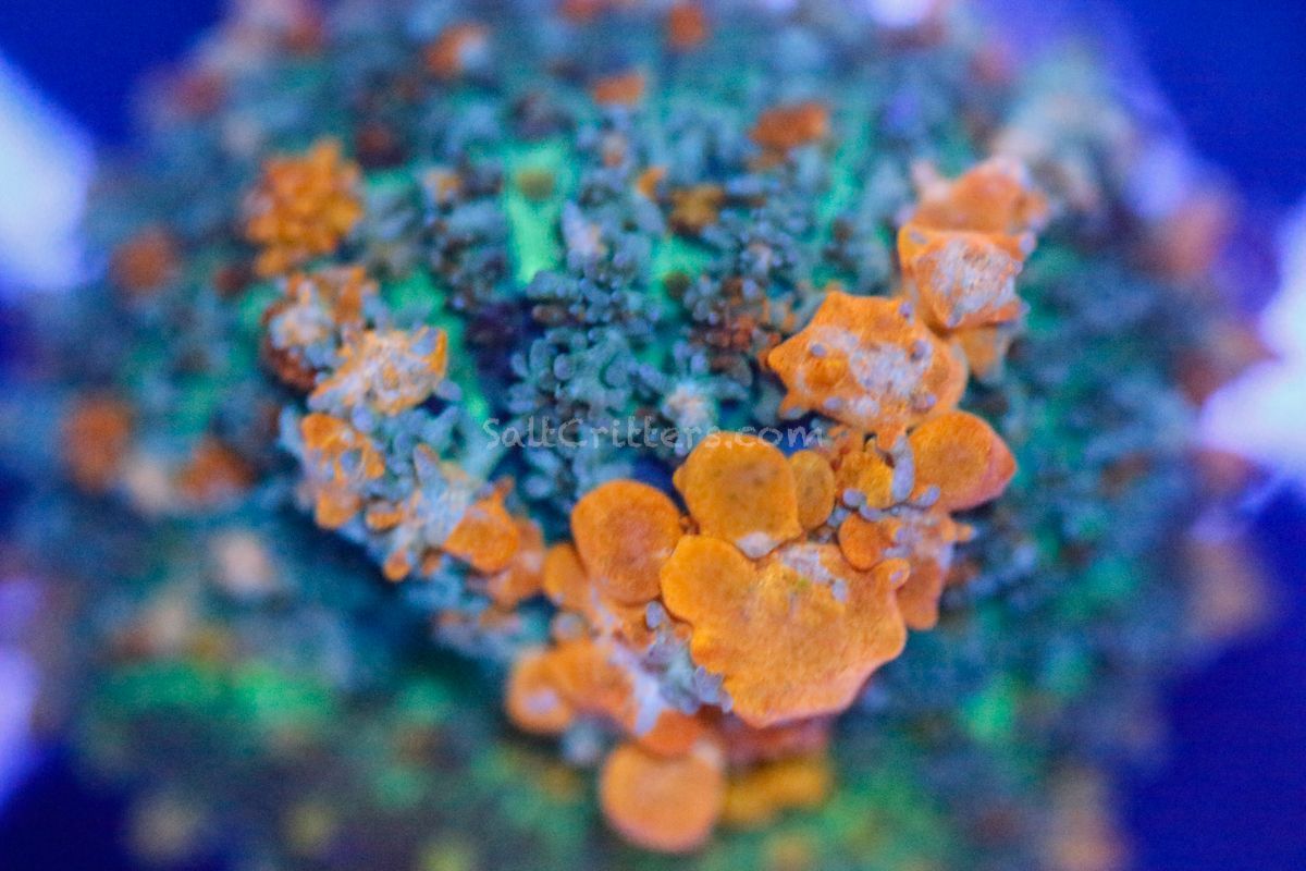 New week. New coral. Better reef.
Frag Days of Spring continues with 45% OFF all corals through Wednesday at noon. Still plenty of awesome pieces available, but the clock is ticking.
Shop the sale at SaltCritters.com 🪸
#SaltCritters #FragDaysOfSpring #ReefAquarium