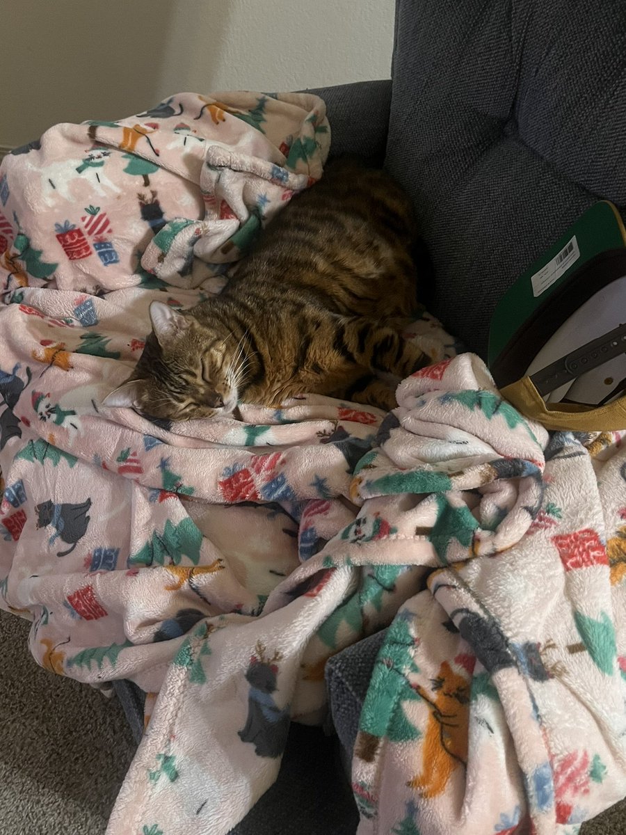 Bella A Bengal 🐆🐆 tweet media